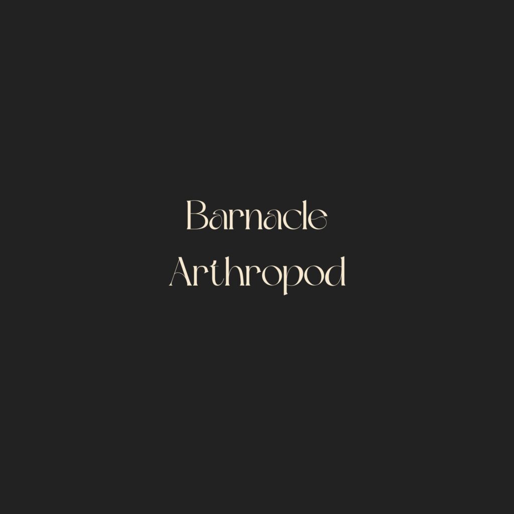 barnacle arthropod