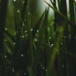 Skisofreen: The Emerging Digital Identity Shaping Modern Online Culture