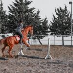 Chirocee: Complete Profile of the German Riding Pony Jumper