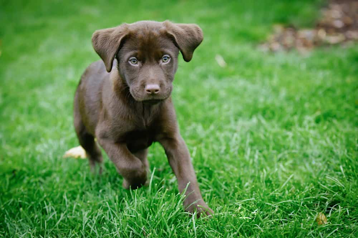 Find Labrador Retriever Puppies for Sale Near You in the UK Today